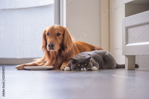 Golden Retriever Lying And The British Short Hair Cat Buy This