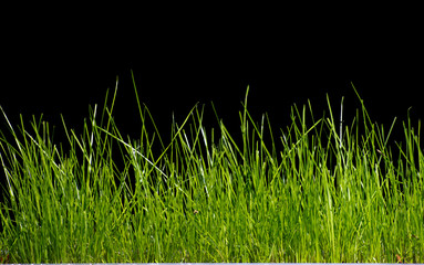 Grass background on black