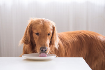 Poster - The golden Retriever is eating.