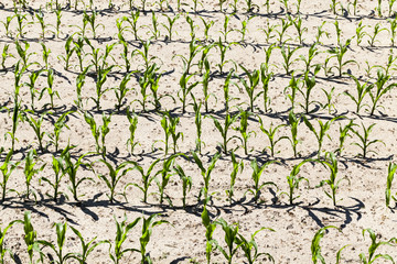 horizontal rows of corn