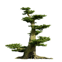 old bonsai tree, fairy tale fantasy style, isolated on white background