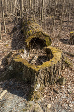 Hollow Tree Trunk
