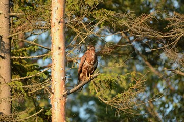 bird