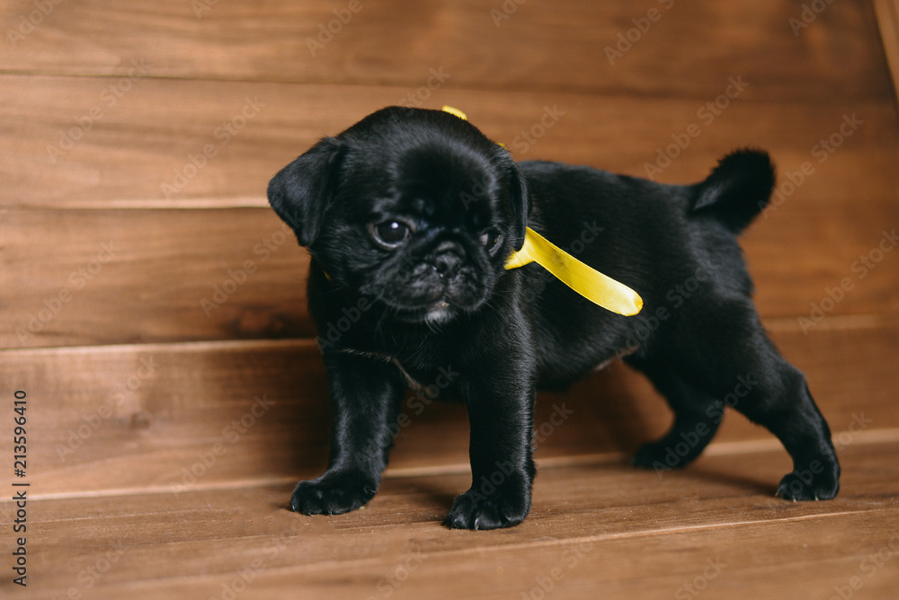 Pug puppy 1 month Stock Photo | Adobe Stock display picture 2