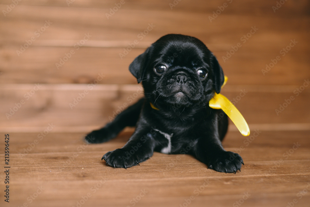 Pug puppy 1 month Stock Photo | Adobe Stock display picture 3