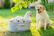 Family Dog Mom And Her Children Puppies Are Sitting In The Basket