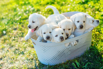 Wall Mural - six small white puppies are sitting in a basket in the middle of the lawn