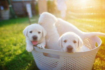 Wall Mural - little white puppies with pink tongues sitting in a basket at sunset