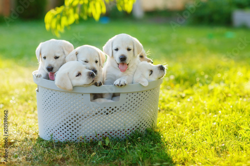 Cuadros en Lienzo puppies siblings with soft white hair sitting in the cramped basket summer on th