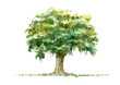 Oak.Deciduous tree.Watercolor hand drawn illustration.White background.