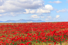 Poppy Field And Clouds, Granada Province, Spain