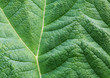 green leaf - vain