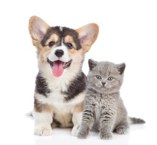 Happy Corgi Puppy And Grey Kitten Looking At Camera Together. Isolated On White Background