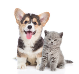 Poster - Happy corgi puppy and grey kitten looking at camera together. isolated on white background