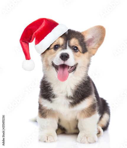 corgi with a hat