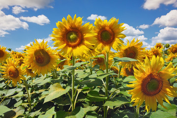  Sunflowers in the field, summertime agricultural background