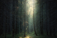 Sunlight Into The Dark Forest