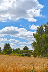 View over golden grain fields to trees under a blue sky with white clouds