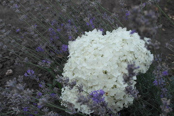 hydrangea. Fres white hydrangea 