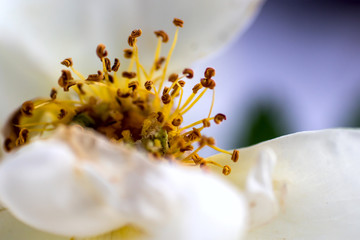 Wall Mural - white rose with stamens close-up