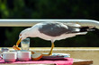 © concept w - A seagull stealing food from a restaurant table