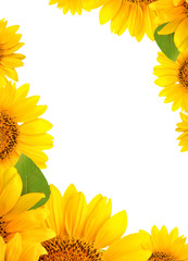 Fotomurales - Frame of sunflowers on a white background. Background with copy space.