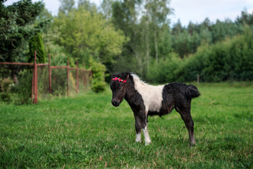 Wall Mural - adorable shetland pony foal in summer