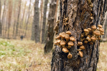 Honey Fungus On The Old Tree Trunk,  Armillaria Mellea.
