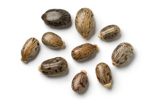 Seeds Of A Castor Oil Plant