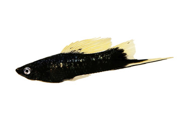Wall Mural - Black Swordtail Xiphophorus Helleri Male aquarium fish isolated on white 