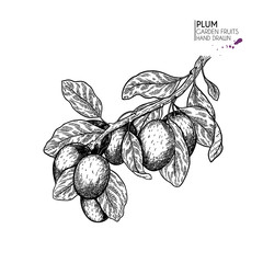 Hand drawn whole plum branch. Vector engraved illustration. Juicy natural fruit. Food healthy ingredient. For cooking, cosmetic package design, medicinal herb, treating, healt care.