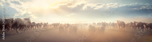 Photo: Wild horse Wild horse
