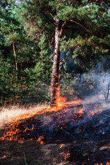 Wall Mural - Forest fire. Burned trees after wildfire, pollution and a lot of smoke