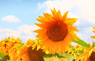 Fotomurales - Beautiful sunflower closeup