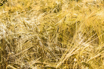 Yellow wheat field. Close-up.