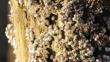 Barnacles Smothering The Post Beneath A Pier.