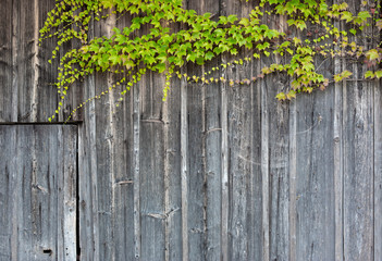 Wall Mural - Vine Leaves Old Wood Wall Background