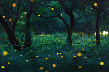 Wall Mural - Bokeh light of firefly in forest