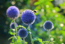 Bumblebee Pollinating Blue Spherical Flower Head Of Echinops Commonly Known As Globe Thistles.