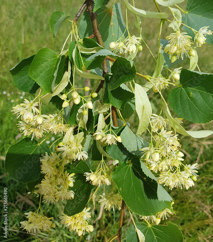 Lindenbaum Tilia Platyphyllos Buy This Stock Photo And Explore Similar Images At Adobe Stock Adobe Stock