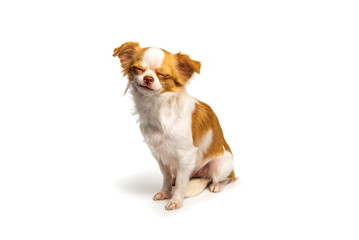 Wall Mural - White Chihuahua dog smiling on a white background.