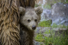 Himalayan Brown Bear Cub. Ursus Arctos Isabellinus.