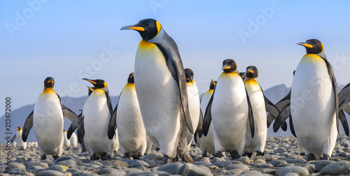 Fotografie, Obraz King Penguins, Salisbury Plain, South Georgia Island, Antarctic