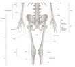 © kintarapong - Infographic diagram of lower half human skeleton anatomy system anterior view- 3D- Human Anatomy- Medical Diagram- educational and Human Body concept- Isolated on white background