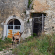 Goat in the abandoned house