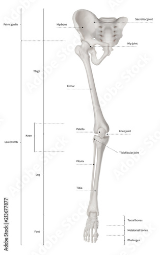 Leg Bone Diagram - Lower Extremity Anatomy Bones Muscles Nerves Vessels