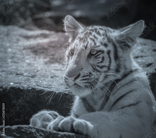 Bebe Tigre Seul Qui Joue En Gros Plan Au Zoo En Noir Et Blanc Stock Photo Adobe Stock