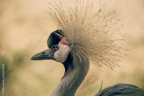 Grue Oiseau Seul De Profil En Couleur Au Zoo En été Buy
