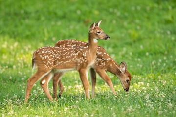 Wall Mural - two fawns