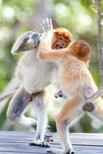 Two Young Proboscis Monkeys Fighting, Sabah, Malaysia